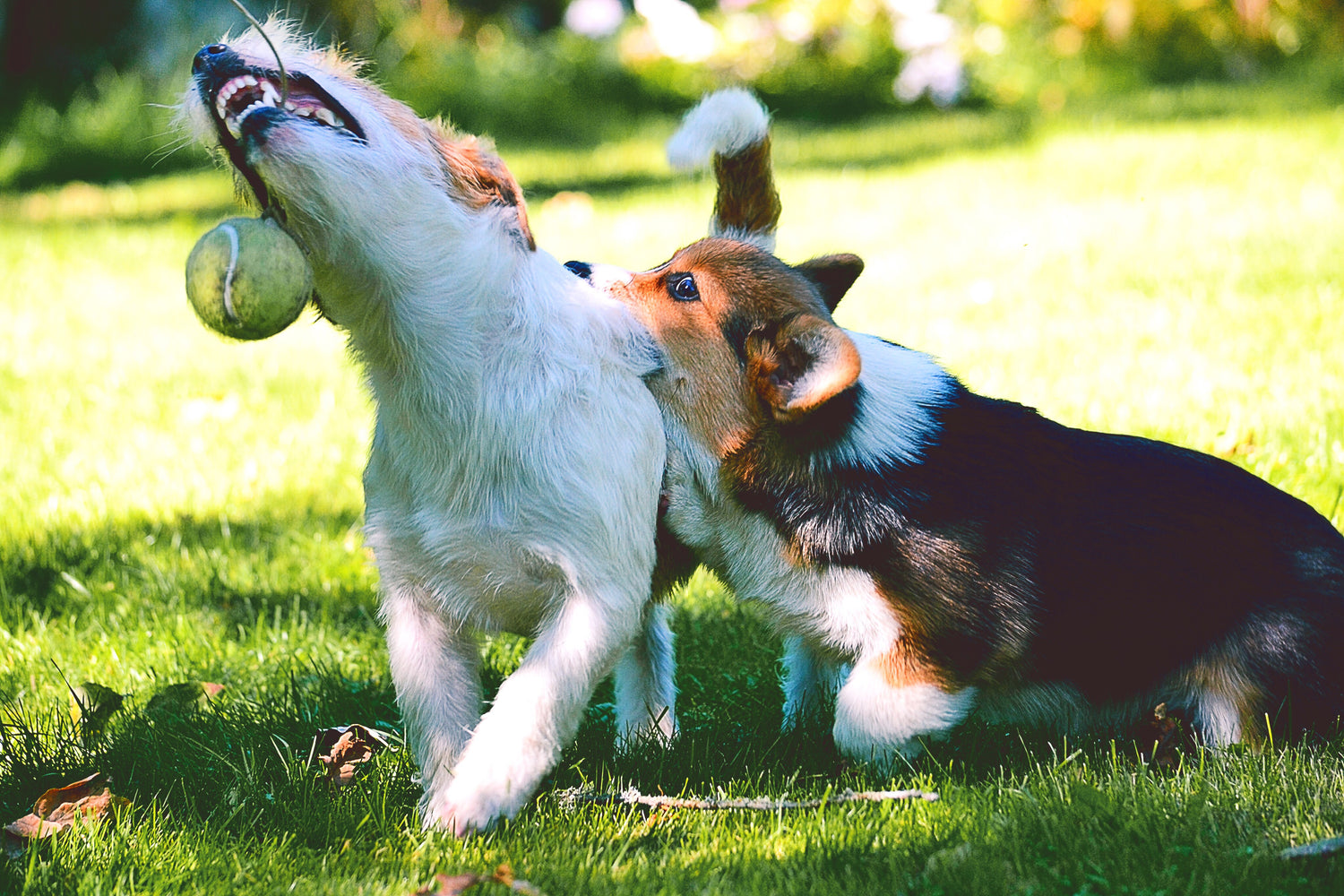 Dogs playing together with toy