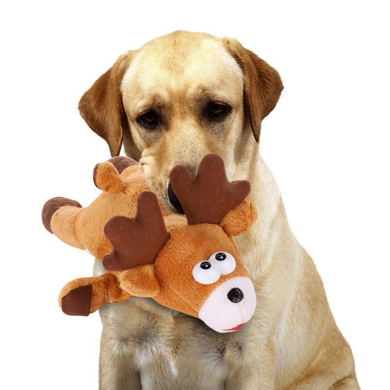 Labrador dog holding the plush dog toy